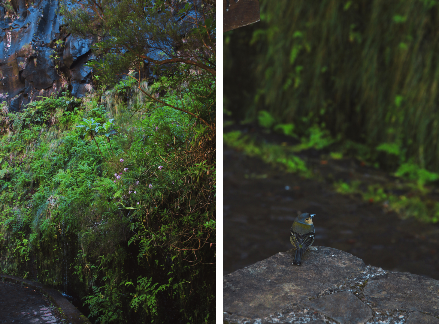 Levada do Risco